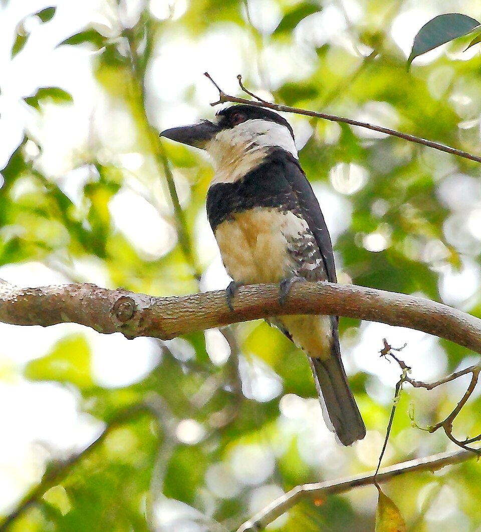 点击放大 圭亚那蓬头䴕(Notharchus macrorhynchos)