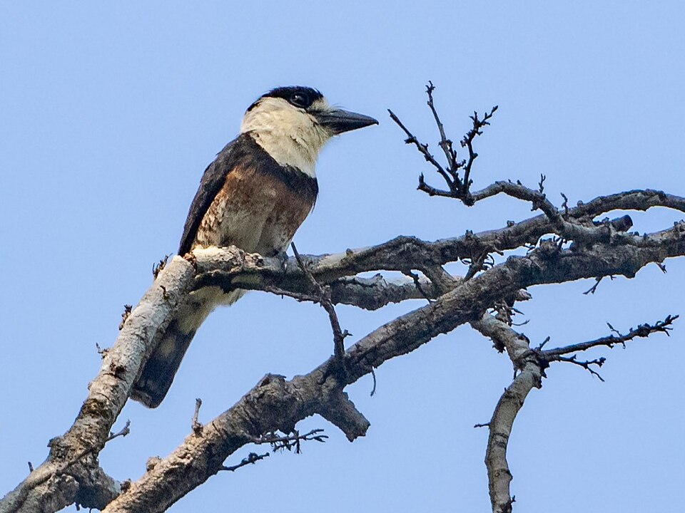 点击放大 褐斑蓬头䴕(Notharchus ordii)
