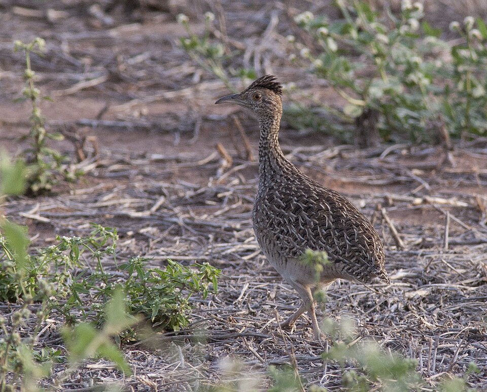 点击放大 灰斑䳍(Nothoprocta cinerascens)