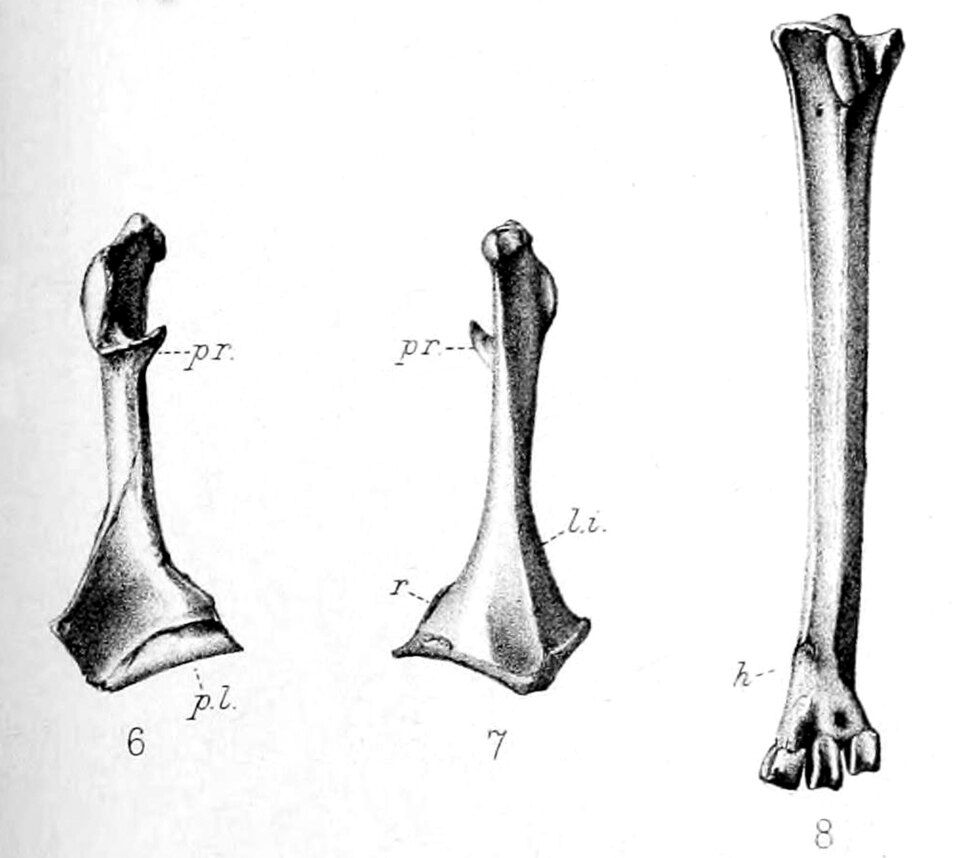 点击放大 毛里求斯夜鹭(Nycticorax mauritianus)