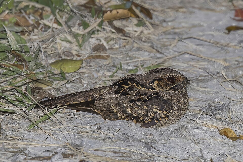 点击放大 帕拉夜鹰(Nyctidromus albicollis)