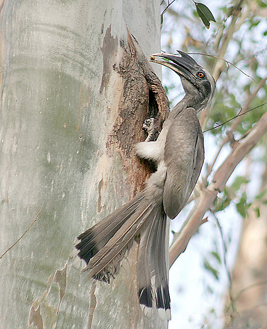 点击放大 灰犀鸟(Ocyceros birostris)