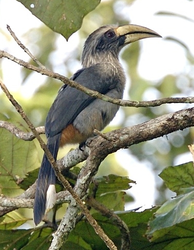 点击放大 印度灰犀鸟(Ocyceros griseus)