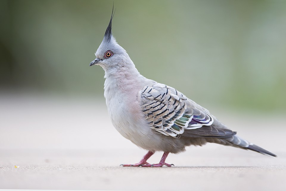 点击放大 冠鸠(Ocyphaps lophotes)