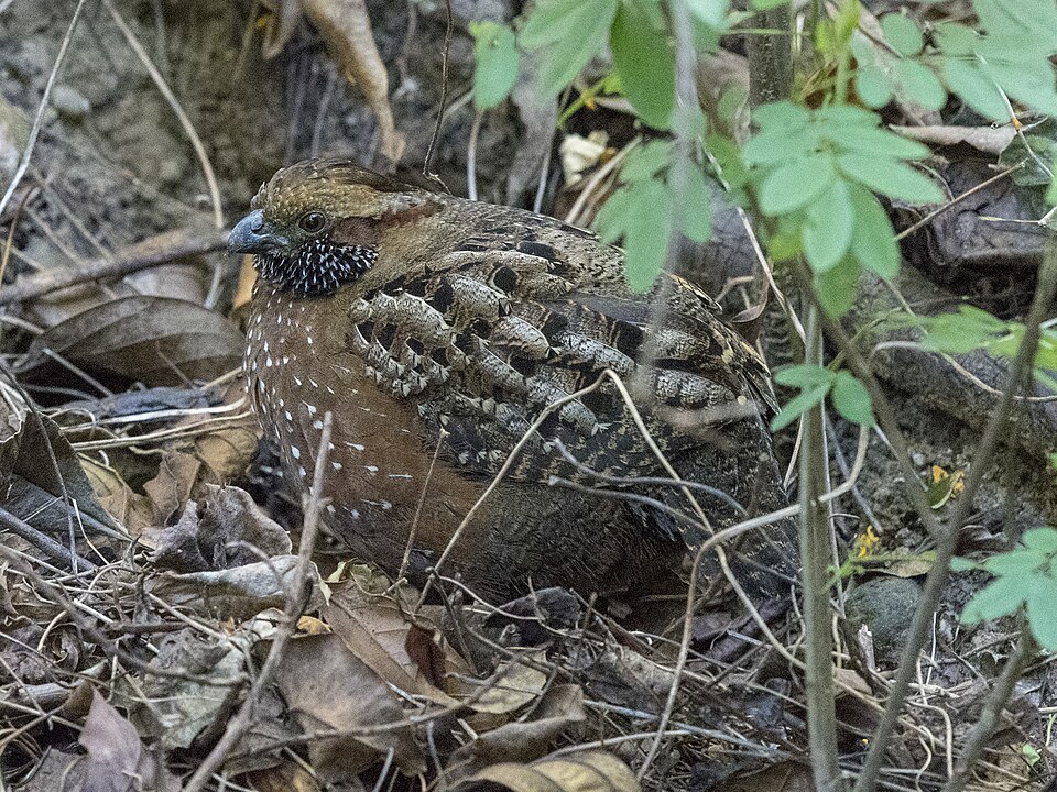 点击放大 点斑林鹑(Odontophorus guttatus)