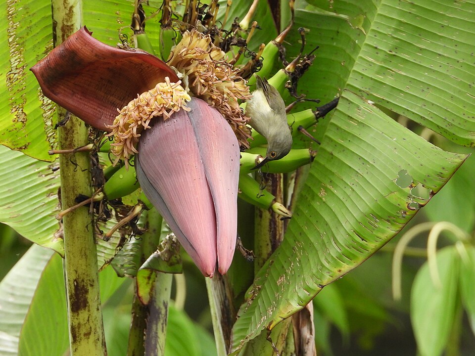 点击放大 小弯嘴吸蜜鸟(Oedistoma iliolophus)