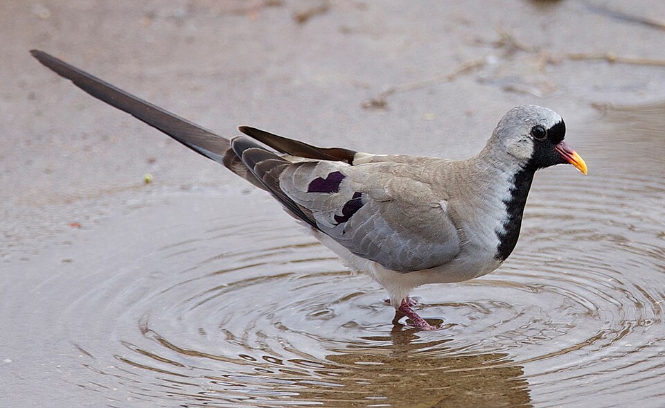 点击放大 小长尾鸠(Oena capensis)