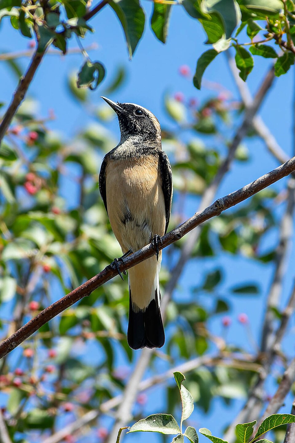 点击放大 塞浦路斯䳭(Oenanthe cypriaca)