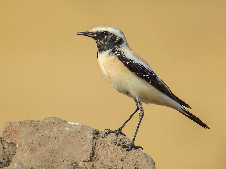 点击放大 漠䳭(Oenanthe deserti)