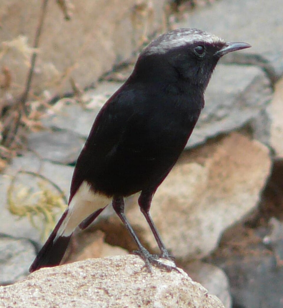 点击放大 东非悲䳭(Oenanthe lugubris)