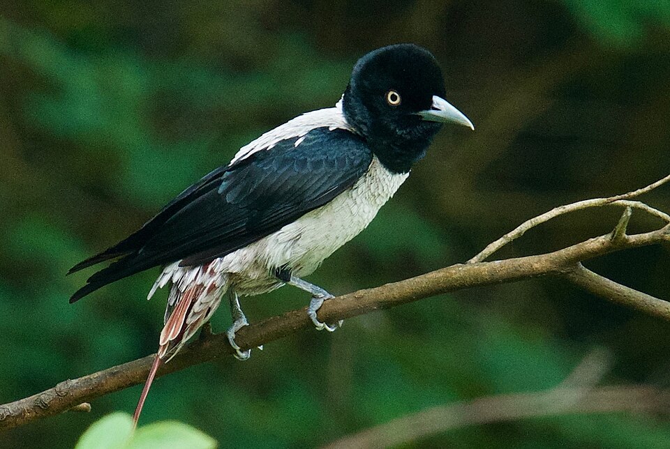 点击放大 鹊色鹂(Oriolus mellianus)