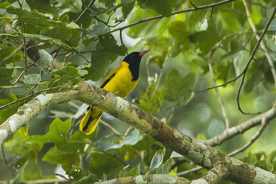 点击放大 黑翅黄鹂(Oriolus nigripennis)