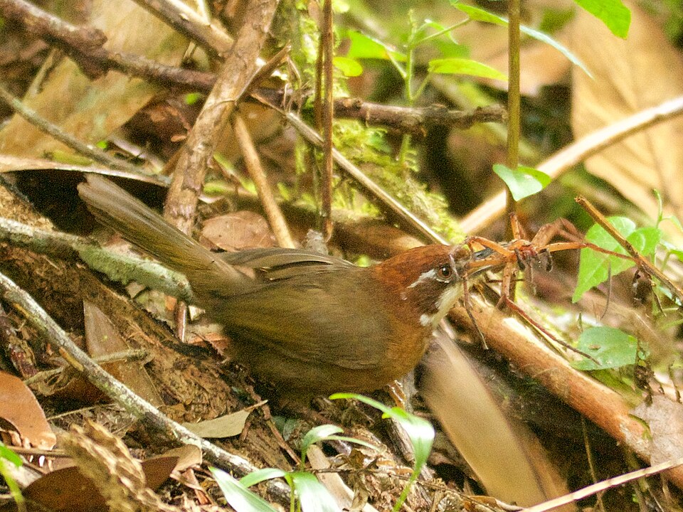 点击放大 白喉马岛莺(Oxylabes madagascariensis)