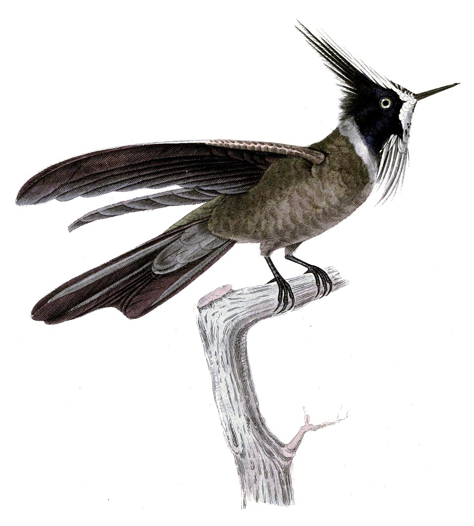 点击放大 白髯蜂鸟(Oxypogon lindenii)