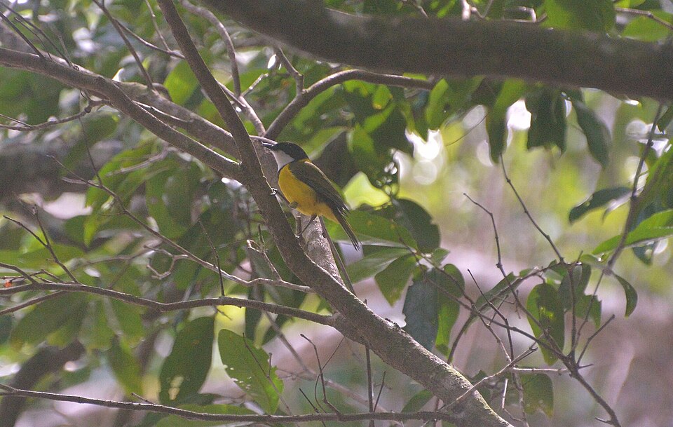 点击放大 美岛啸鹟(Pachycephala chlorura)