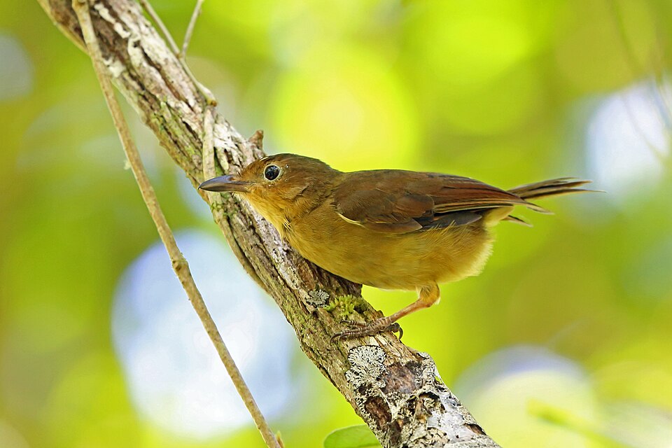 点击放大 比岛棕鵙鹟(Pachycephala melanorhyncha)
