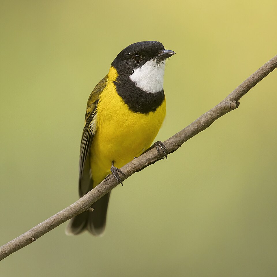 点击放大 金啸鹟(Pachycephala pectoralis)