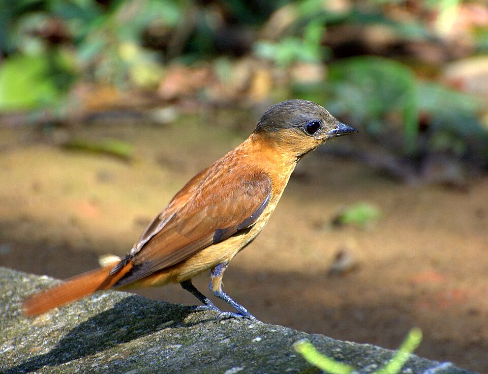 点击放大 淡色厚嘴霸鹟(Pachyramphus validus)