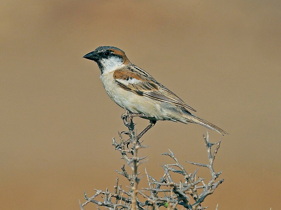 点击放大 阿岛麻雀(Passer hemileucus)