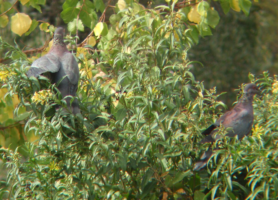 点击放大 智利鸽(Patagioenas araucana)