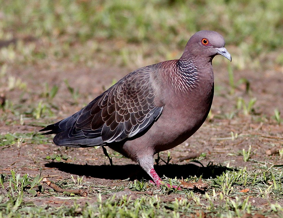 点击放大 红头鸽(Patagioenas picazuro)
