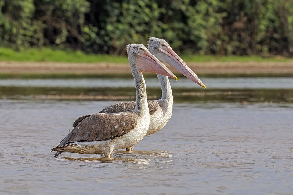 点击放大 斑嘴鹈鹕(Pelecanus philippensis)