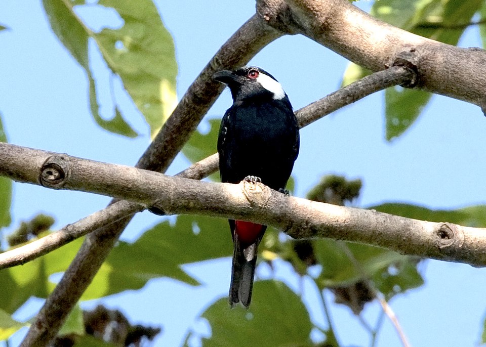 点击放大 盾钟鹊(Peltops blainvillii)