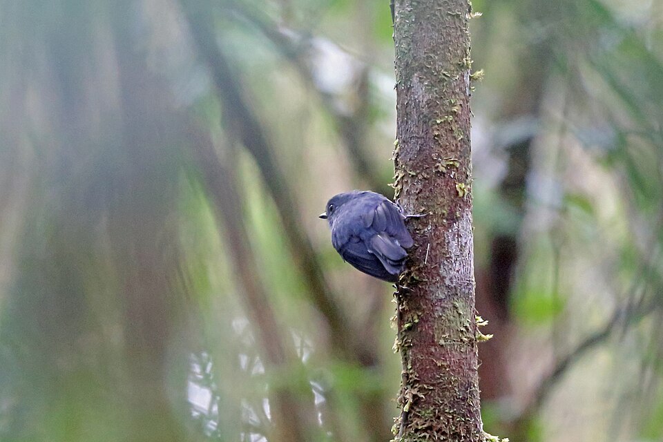 点击放大 灰薮鹟(Peneothello cryptoleuca)