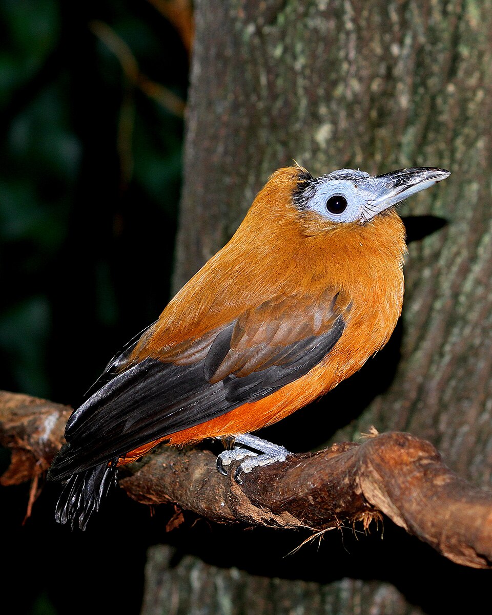 点击放大 三色伞鸟(Perissocephalus tricolor)
