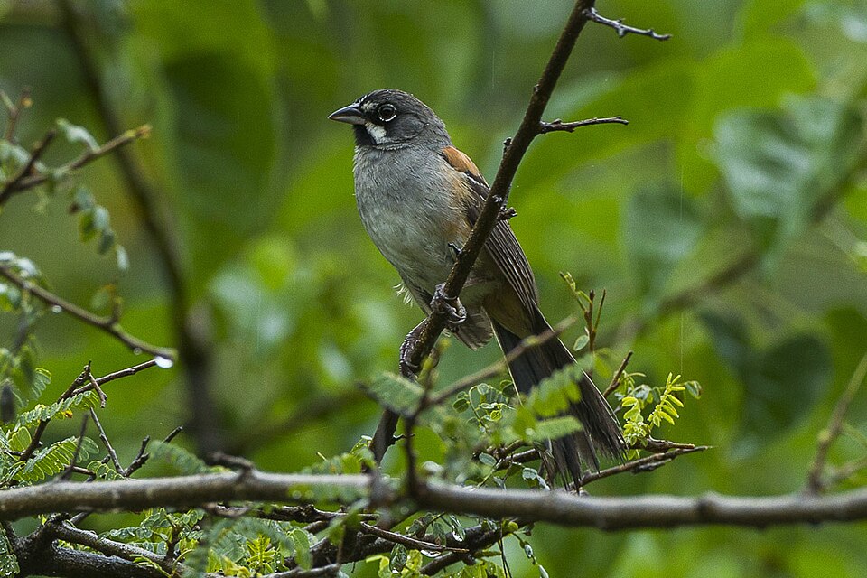 点击放大 白须猛雀鹀(Peucaea mystacalis)