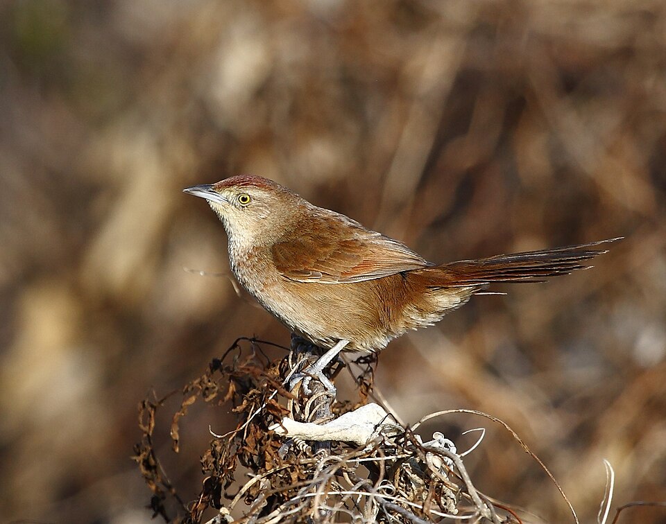 点击放大 斑胸棘雀(Phacellodomus striaticollis)