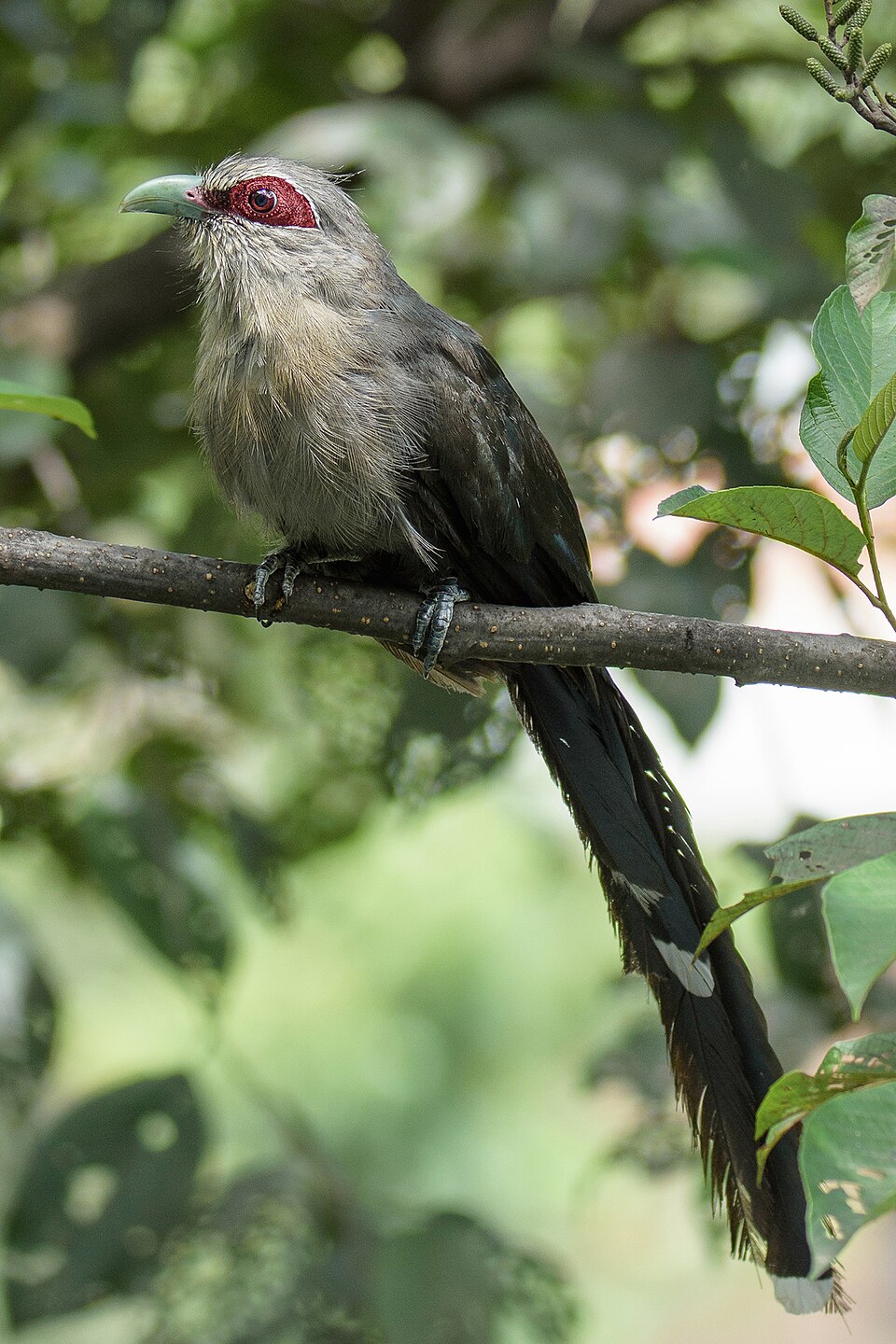 点击放大 绿嘴地鹃(Phaenicophaeus tristis)