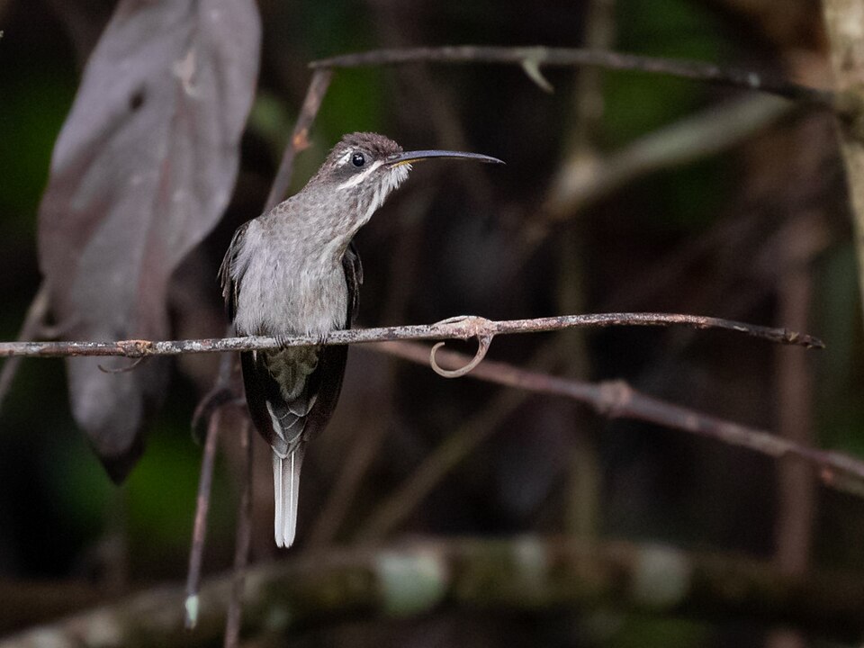 点击放大 白髯隐蜂鸟(Phaethornis hispidus)