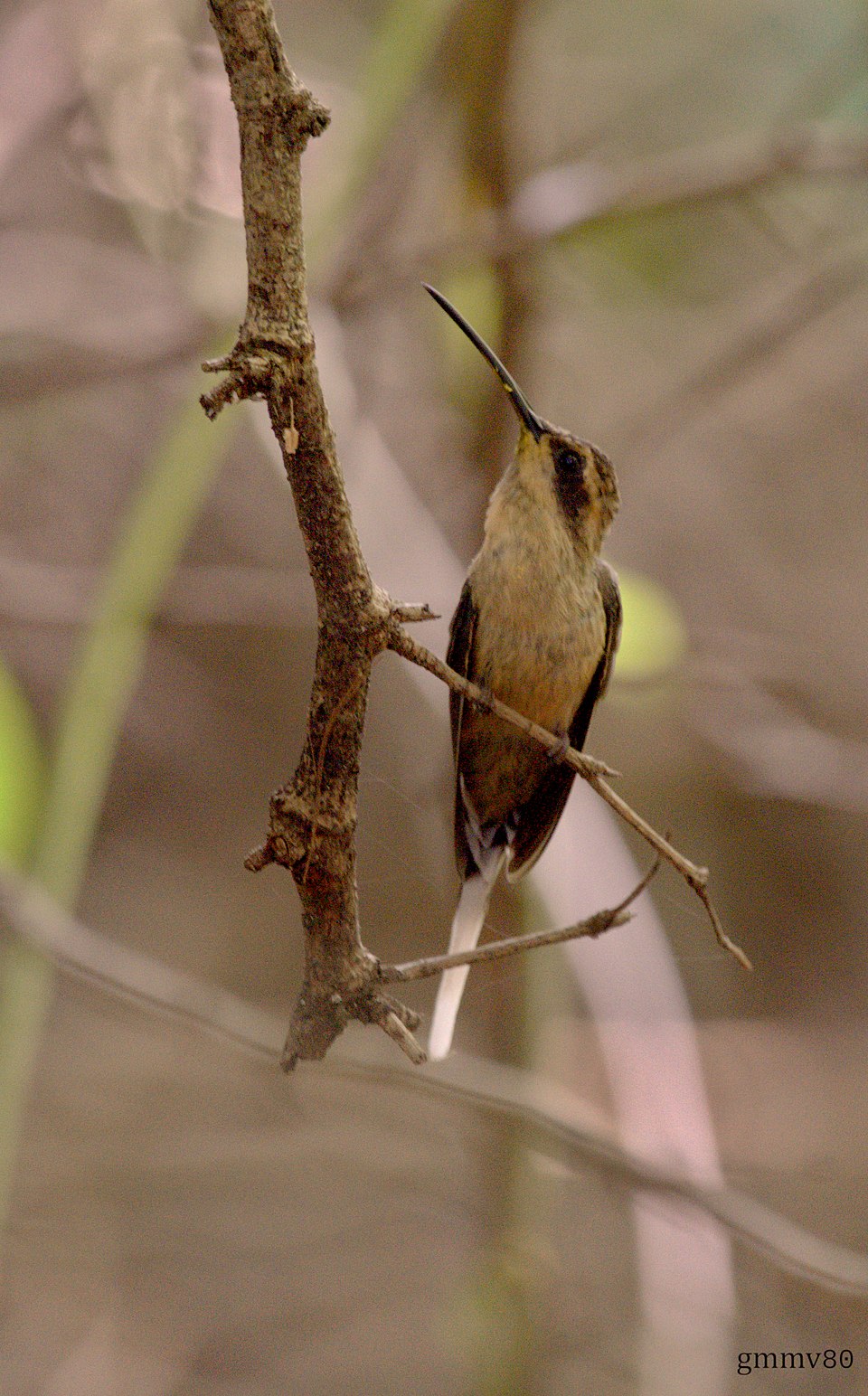 点击放大 黄腹隐蜂鸟(Phaethornis subochraceus)