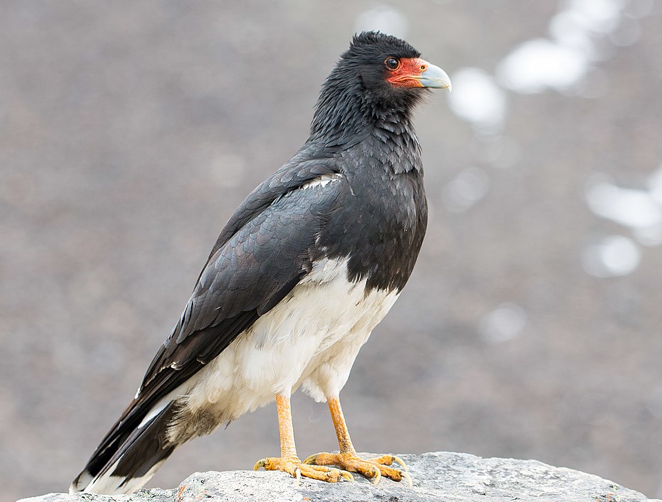 点击放大 山地巨隼(Phalcoboenus megalopterus)