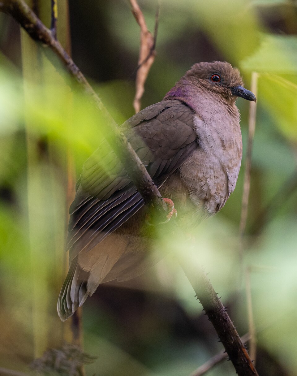 点击放大 棉岛褐果鸠(Phapitreron brunneiceps)