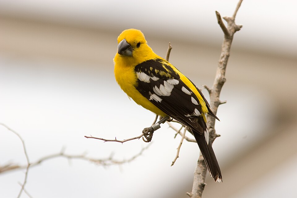 点击放大 黄色斑翅雀(Pheucticus chrysopeplus)