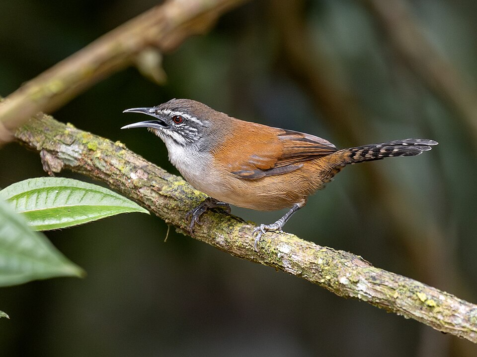 点击放大 须苇鹪鹩(Pheugopedius genibarbis)