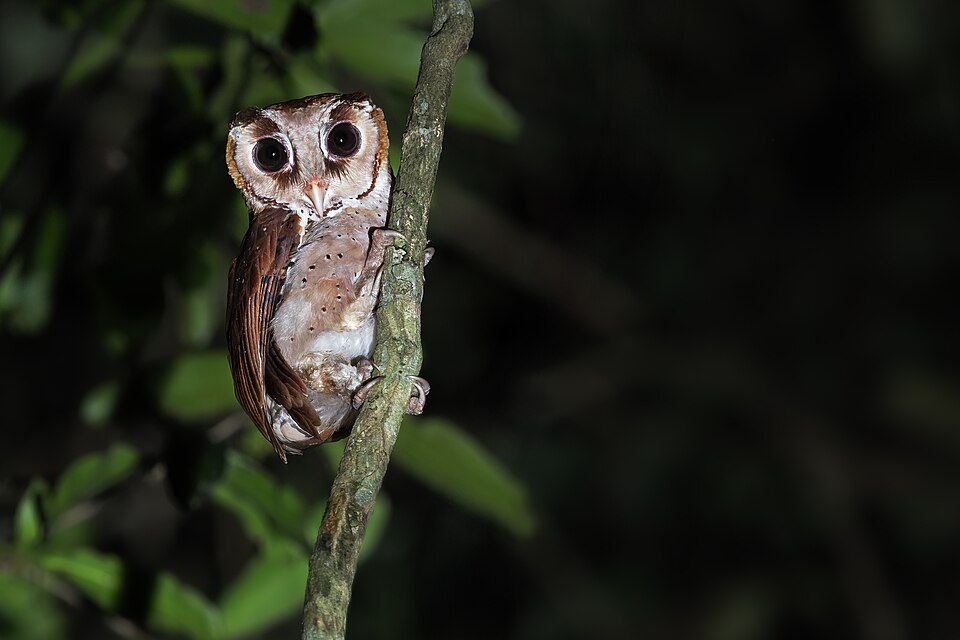 点击放大 栗鸮(Phodilus badius)