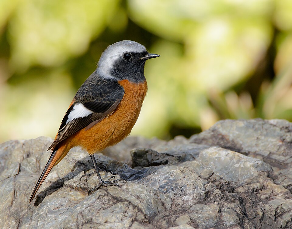 点击放大 北红尾鸲(Phoenicurus auroreus)