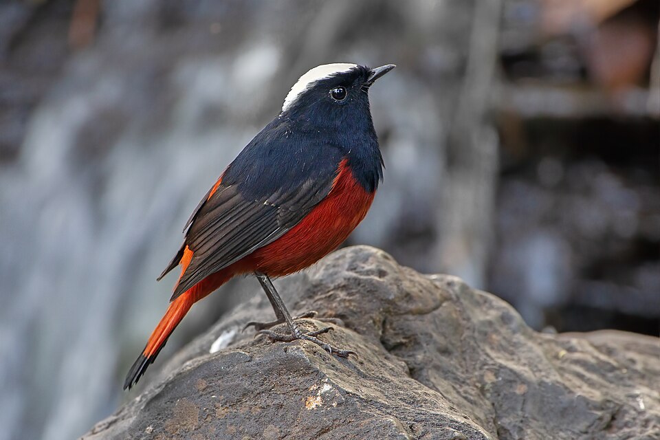 点击放大 白顶溪鸲(Phoenicurus leucocephalus)