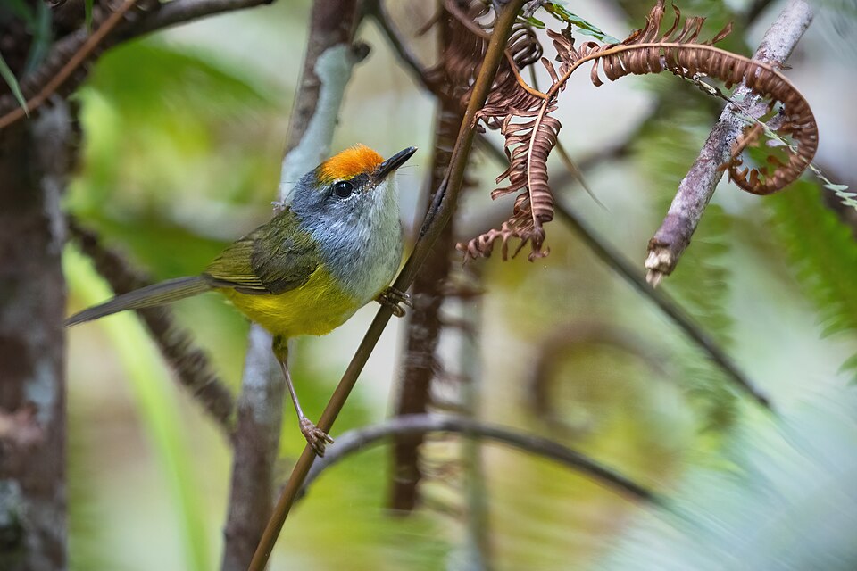 点击放大 金头拟缝叶莺(Phyllergates cucullatus)