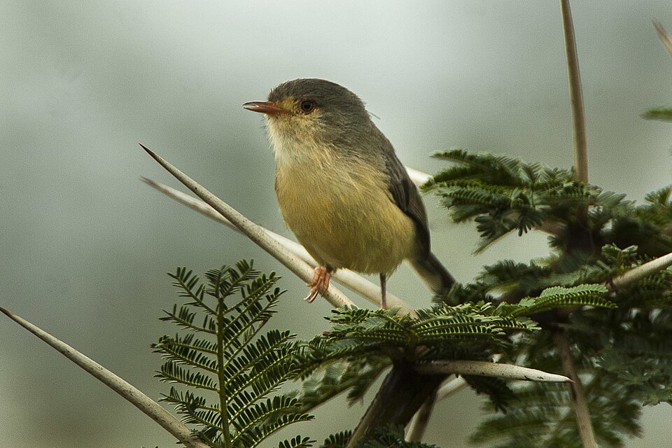 点击放大 黄腹莺(Phyllolais pulchella)