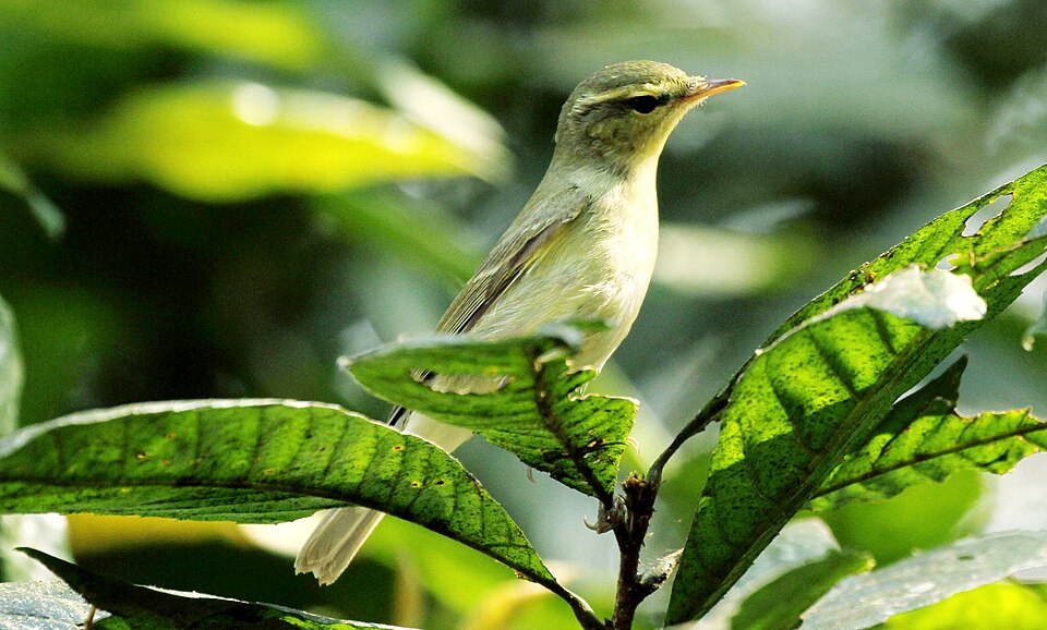 点击放大 绿柳莺(Phylloscopus nitidus)