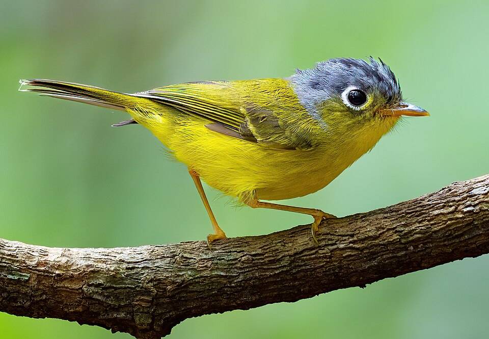 点击放大 灰脸鹟莺(Phylloscopus poliogenys)