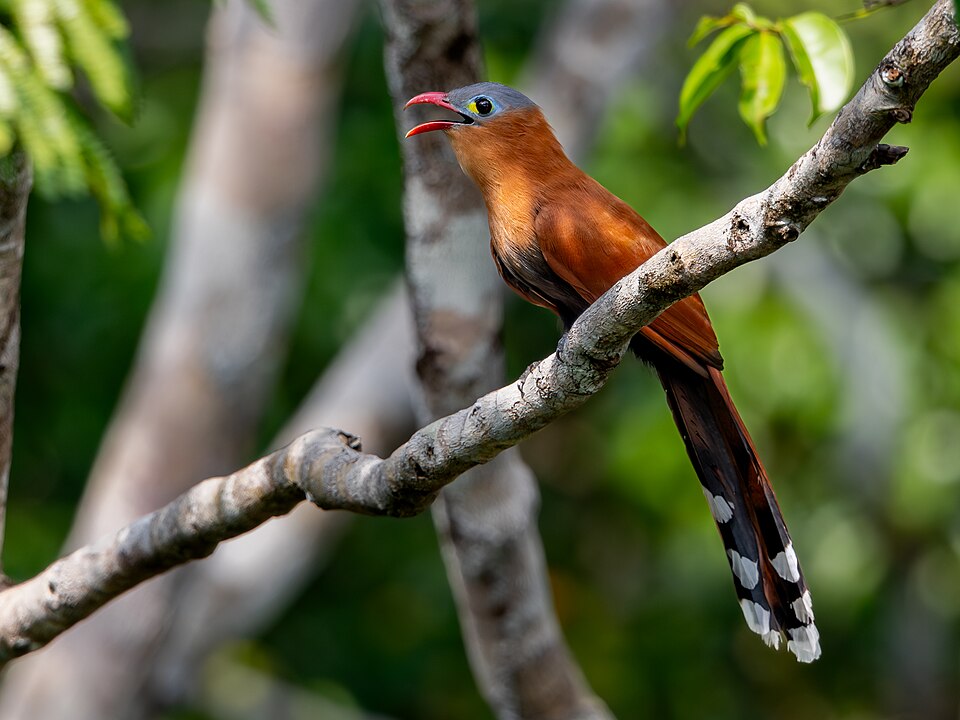 点击放大 黑腹棕鹃(Piaya melanogaster)