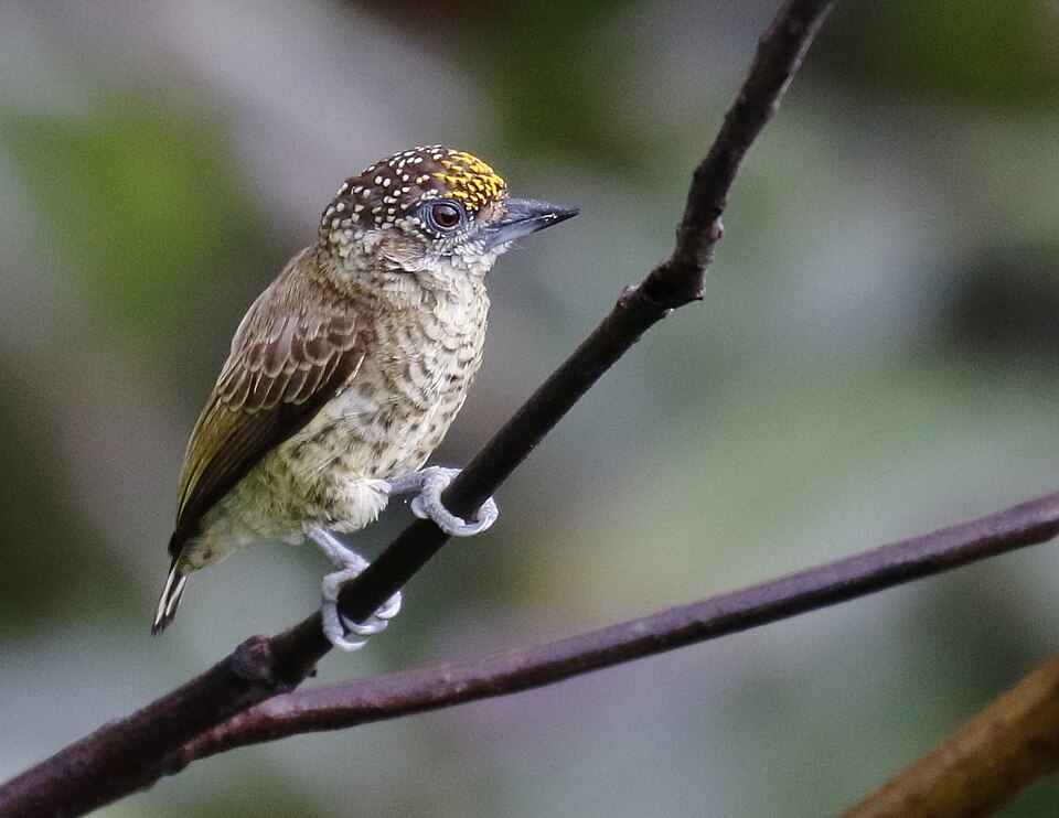 点击放大 金额姬啄木鸟(Picumnus aurifrons)