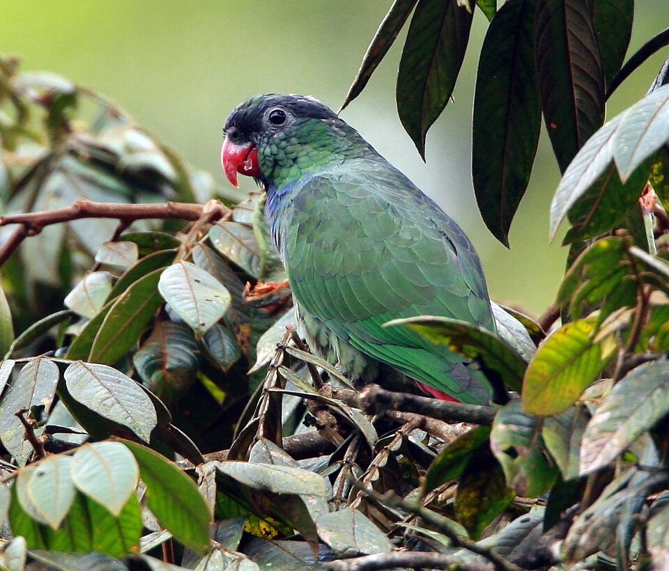 点击放大 红嘴鹦哥(Pionus sordidus)