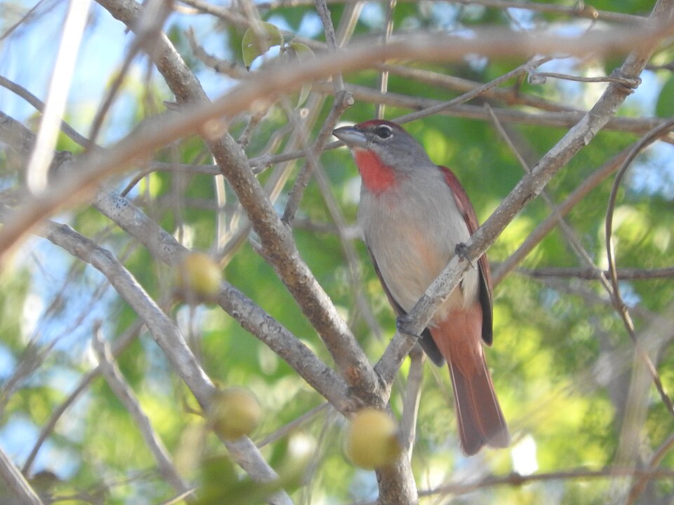 点击放大 玫喉丽唐纳雀(Piranga roseogularis)
