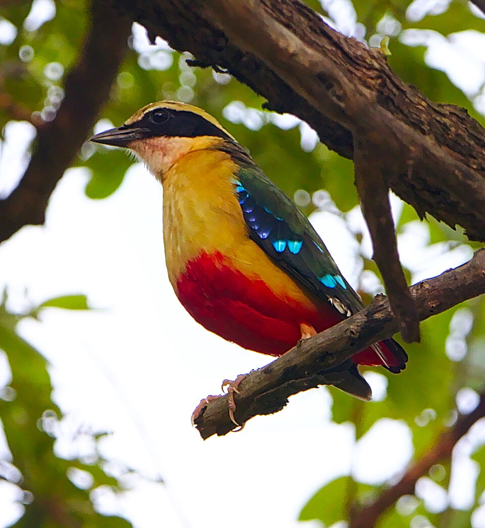 点击放大 非洲八色鸫(Pitta angolensis)